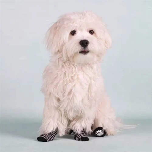 Calcetines Antideslizantes Talla Xs para Perros
