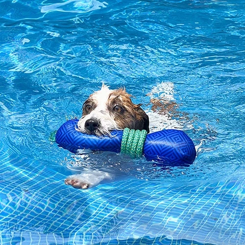 Lanzador Flotante para Perros de Ibáñez