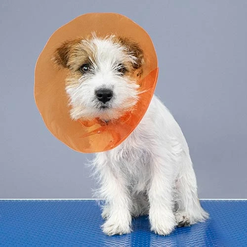 [GN0006] Protector Isabelino Talla 6 para Perros y Gatos